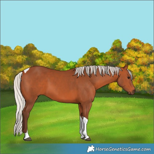 Horse Color:Silver Bay Tobiano Rabicano 