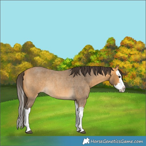 Horse Color:Buckskin Roan Splash Rabicano 