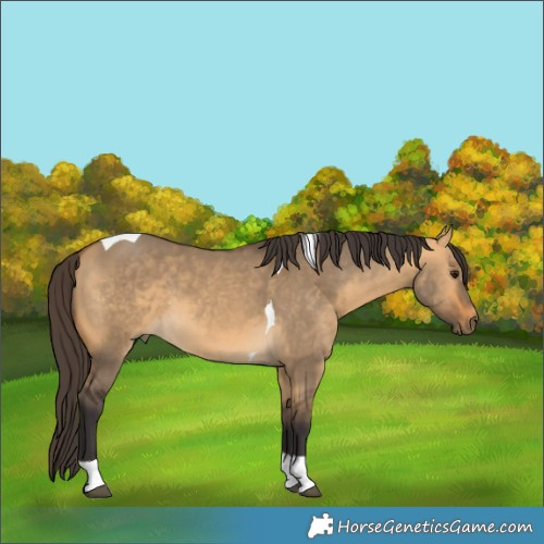 Horse Color:Buckskin Dun Tobiano 