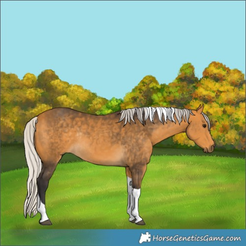 Horse Color:Silver Buckskin Tobiano Rabicano 
