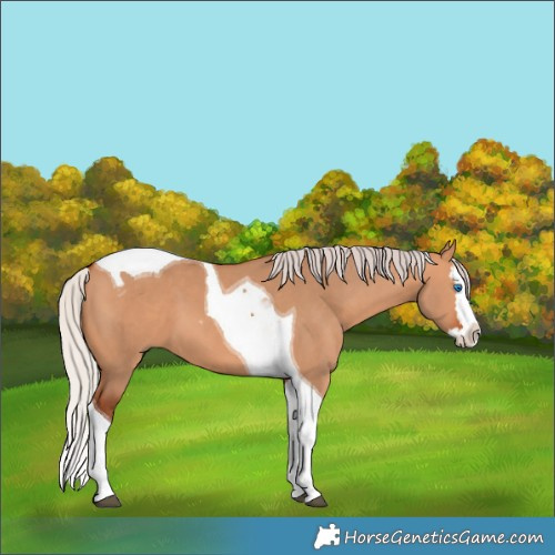 Horse Color:Silver Bay Dun Splash Tobiano 