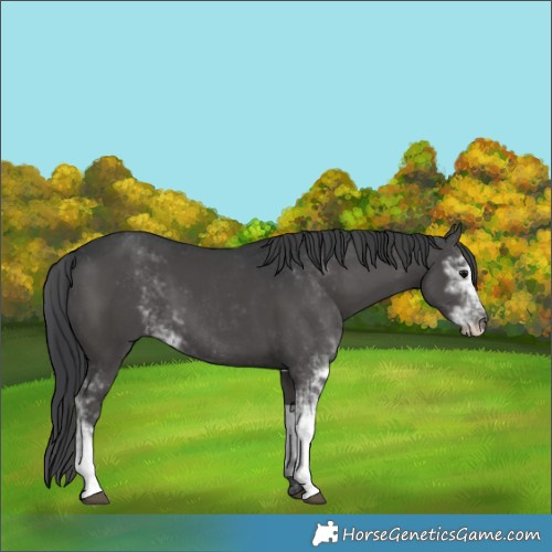 Horse Color:Black Sabino 