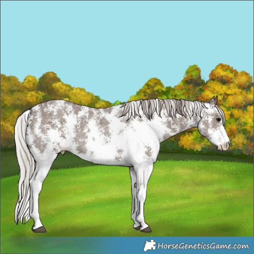 Horse Color:Silver Black Sabino Rabicano 
