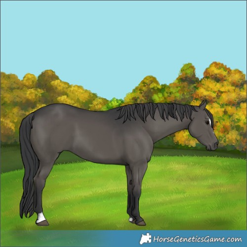 Horse Color:Black Sabino 