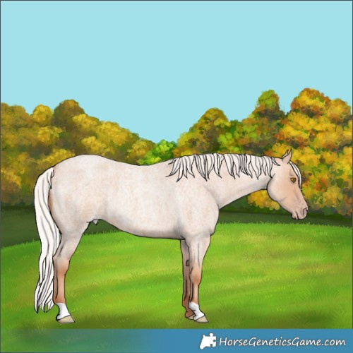Horse Color:Silver Classic Champagne Roan 