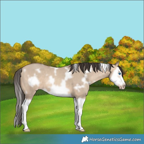 Horse Color:White Spotted Sable Champagne Dun Splash Frame 