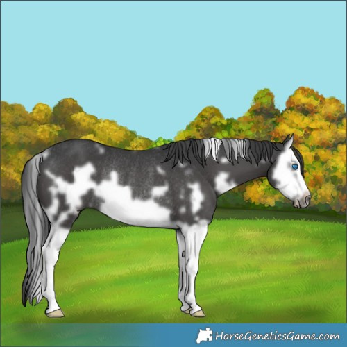 Horse Color:White Spotted Black Splash Frame Rabicano 