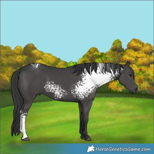 Horse Color:White Spotted Grullo 