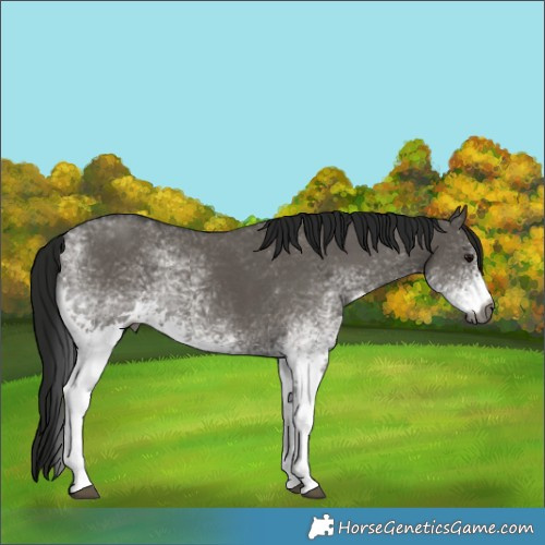 Horse Color:Gray White Spotted Grullo Rabicano 