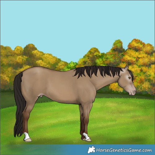 Horse Color:Gray Classic Champagne Dun 