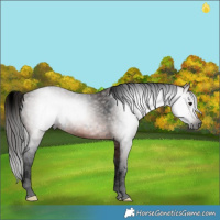 Horse Color:Gray Void White Spotted Bay 