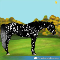 Horse Color:Void White Spotted Silver Perlino Dun Near Leopard 
