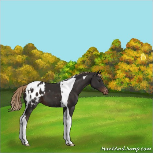 Horse Color:Liver Chestnut Tobiano Appaloosa 