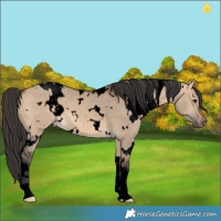 Horse Color:Void White Spotted Bay Dun