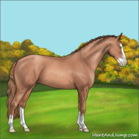 Horse Color:Gold Champagne Splash 