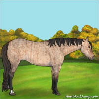 Horse Color:Bay Dun  and Bay Dun 