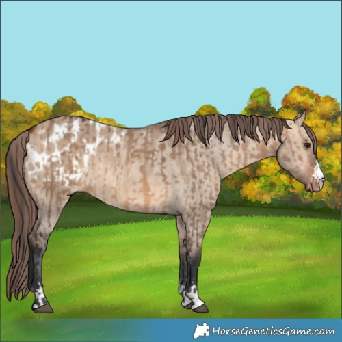 Horse Color:Bay Dun  and Bay Dun Appaloosa 