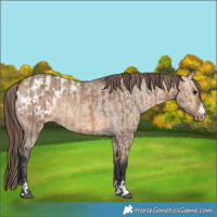 Horse Color:Bay Dun  and Bay Dun Appaloosa 