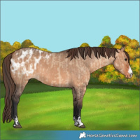 Horse Color:Bay Dun and Bay Dun Appaloosa