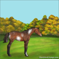 Horse Color:White Spotted Bay