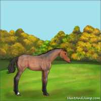 Horse Color:Bay Roan 