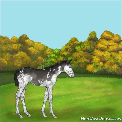 Horse Color:Gray White Spotted Grullo Splash 