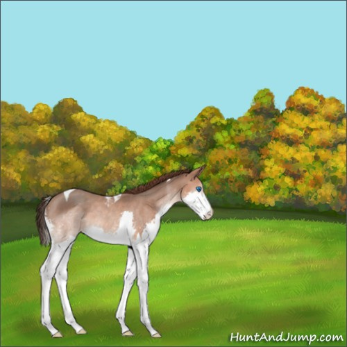 Horse Color:Sable Champagne Splash Tobiano Appaloosa 
