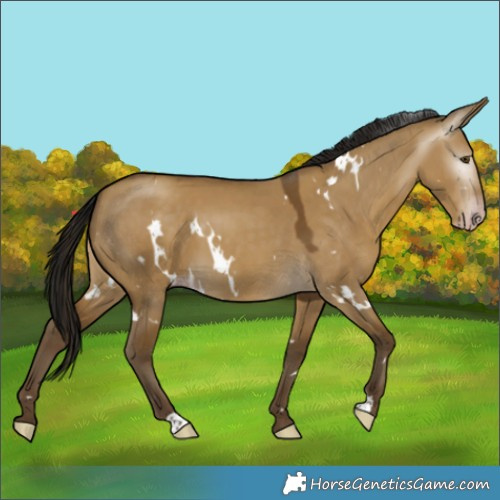 Horse Color:Gray White Spotted Classic Cream Champagne Dun 
