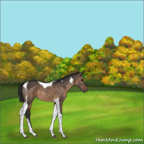 Horse Color:Brown Dun Tobiano 