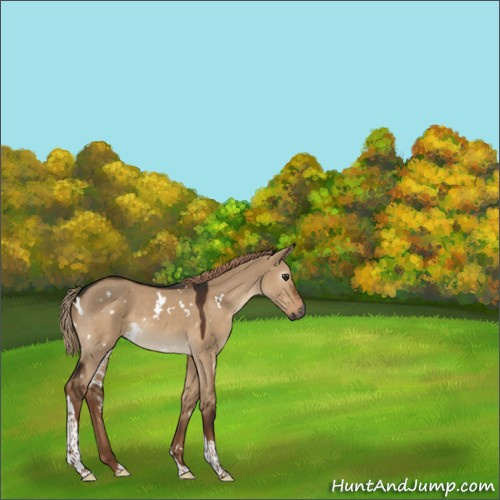 Horse Color:Gray White Spotted Liver Red Dun Tobiano 