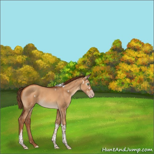 Horse Color:Gray White Spotted Gold Champagne Dun Tobiano 