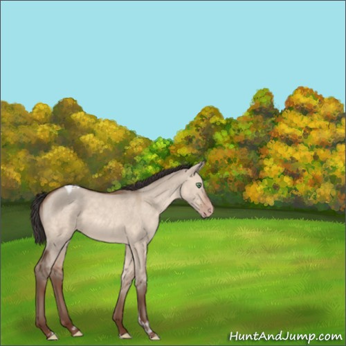 Horse Color:Sable Champagne Dun Tobiano 