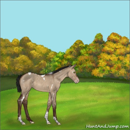 Horse Color:Gray White Spotted Sable Champagne Dun Tobiano 
