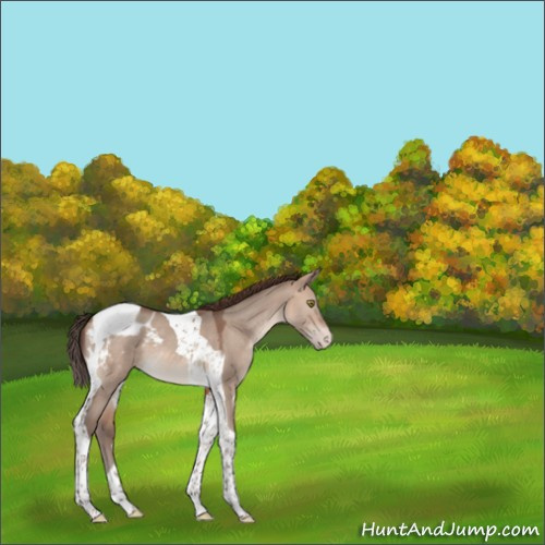 Horse Color:Sable Champagne Dun Tobiano Appaloosa 