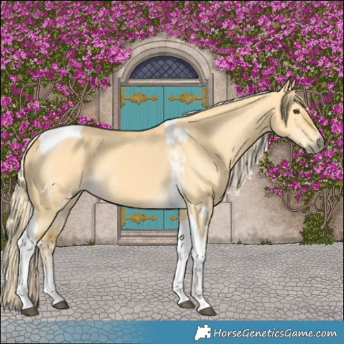 Horse Color:Palomino Dun Tobiano 
