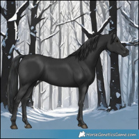 Horse Color:Black 