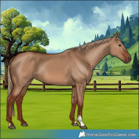 Horse Color:Red Dun 