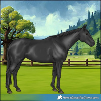 Horse Color:Black 
