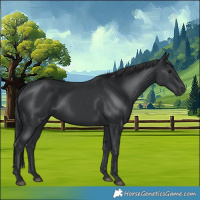 Horse Color:Black 