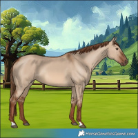 Horse Color:Red Dun 