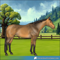 Horse Color:Buckskin 