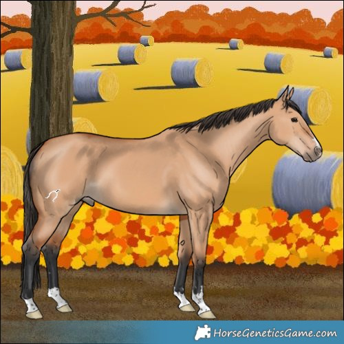 Horse Color:Bay Dun 