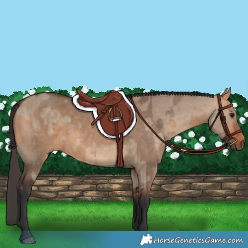 Horse Color:Bay Dun  and Bay Dun 