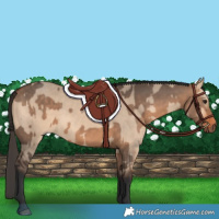 Horse Color:Bay Dun  and Bay Dun 