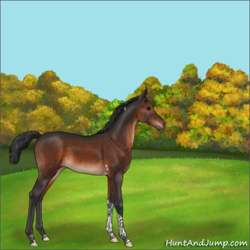 Horse Color:Brown Tobiano 