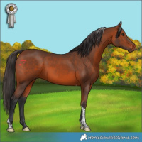 Horse Color:Bay Tobiano 