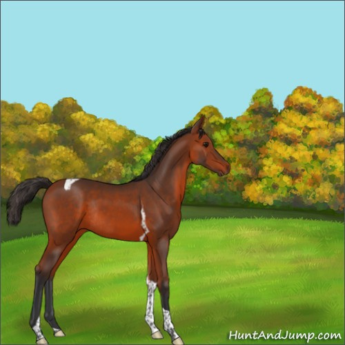 Horse Color:Bay Tobiano Rabicano 