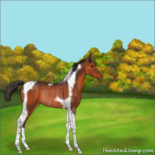 Horse Color:Bay Tobiano Rabicano 