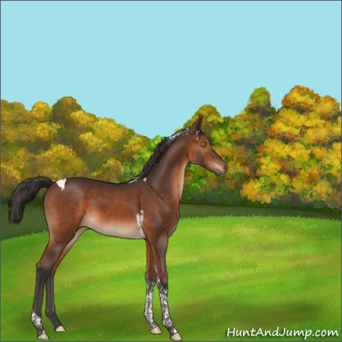 Horse Color:Brown Tobiano 