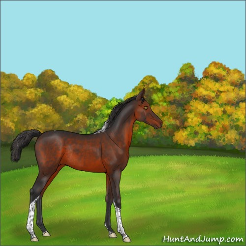 Horse Color:Brown Tobiano Rabicano 